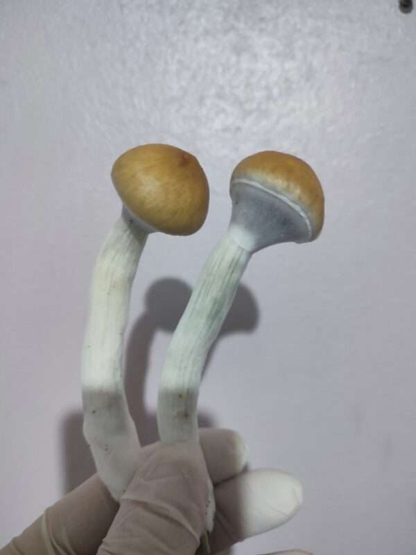 Psilocybe Cubensis Cambodian desidratado (Embalagem com 2 gramas)